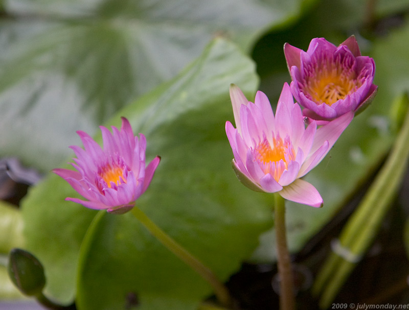 Water Lily